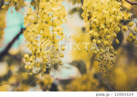 Golden shower or Cassia fistula flower vintage Golden shower or Cassia fistula flower vintage 12003324