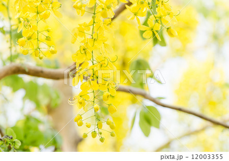 Golden shower or Cassia fistula flower Golden shower or Cassia fistula flower 12003355