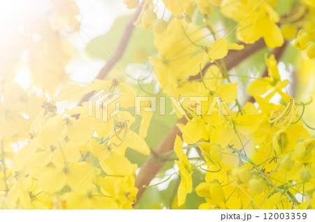 Golden shower or Cassia fistula flower 12003359
