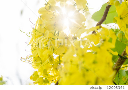 Golden shower or Cassia fistula flower 12003361