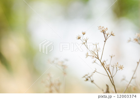 Flower plant 12003374