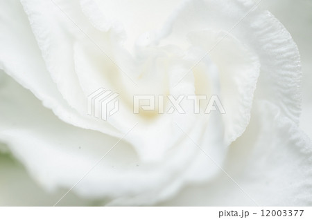 White flower White flower 12003377