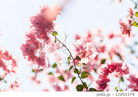 Paper flowers or Bougainvillea 12003379