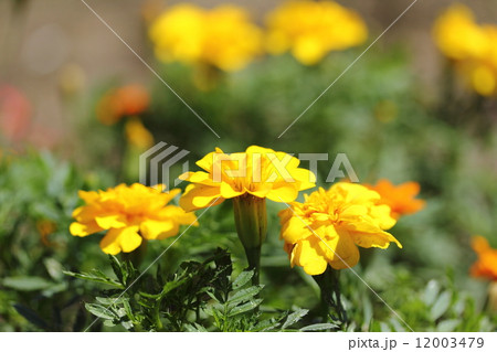 マリーゴールド マリーゴールド 12003479