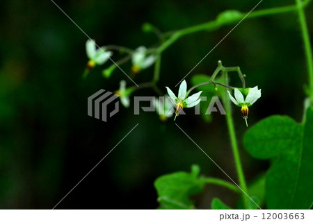 ヒヨドリジョウゴ 12003663