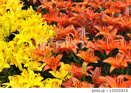 Natural background with colorful lilies Natural background with colorful lilies 12003829