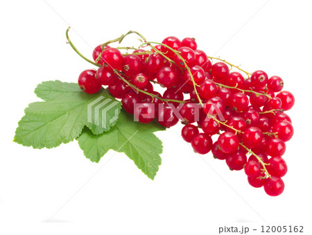 fresh red currant 12005162