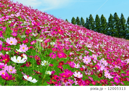 生駒高原のコスモス 12005313