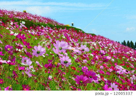 生駒高原のコスモス 生駒高原のコスモス 12005337