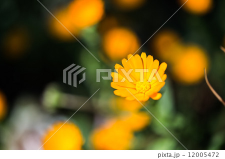 花5 花5 12005472