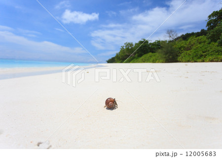 Hermit crab 12005683
