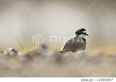 コチドリ 12005847