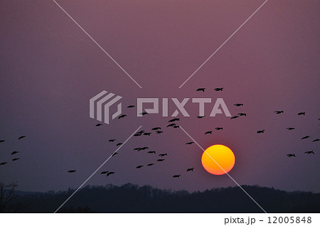 沈む太陽とマガンの群れ 12005848