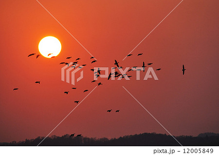 夕陽とマガン 夕陽とマガン 12005849