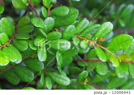 ハマヒサカキの若葉と雨雫 ハマヒサカキの若葉と雨雫 12006943