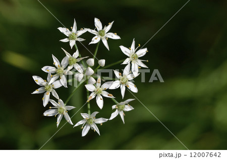 ニラの花 12007642
