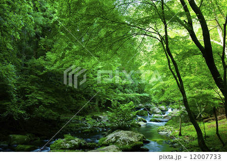 滑沢渓谷 12007733