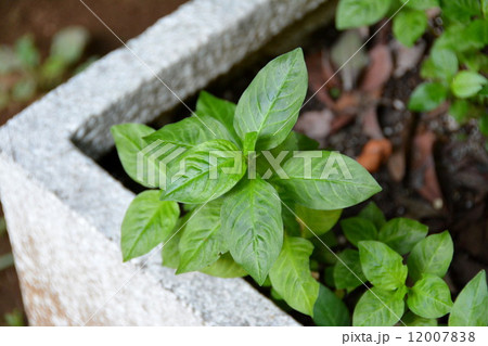 タデアイ 12007838