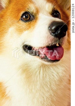 Pembroke Welsh Corgi 12008124