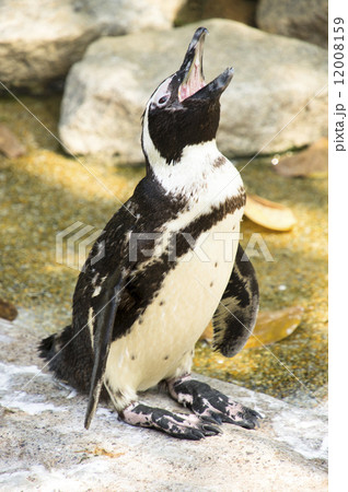 penguin 12008159