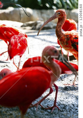 Scarlet Ibis 12008160