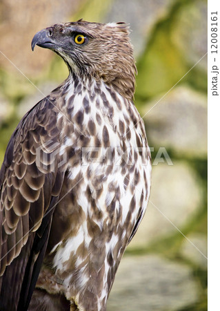 Changeable hawk eagle 12008161