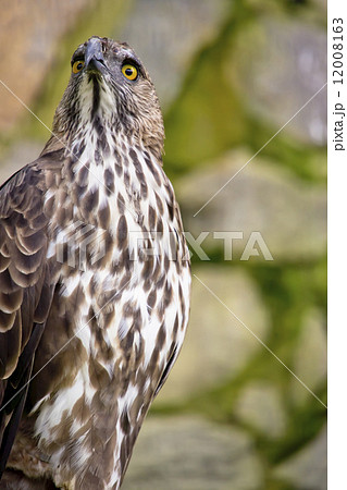 Changeable hawk eagle 12008163