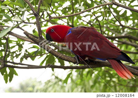 colorful Lory- parrot 12008164
