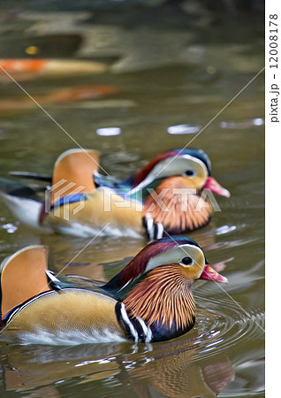 mandarin ducks mandarin ducks 12008178