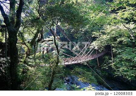 祖谷峡のかすら橋 12008303