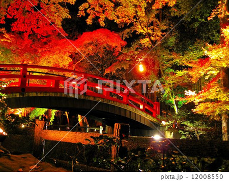 北野天満宮の紅葉 12008550