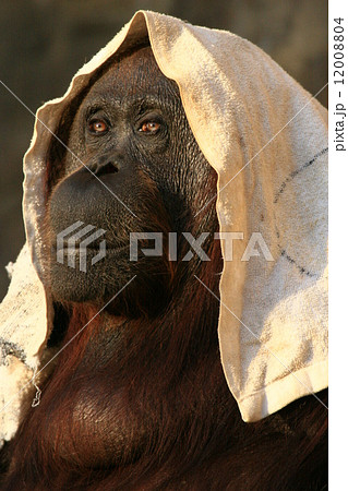 布を纏うオランウータン 布を纏うオランウータン 12008804