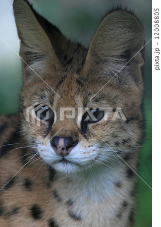 サーバルの凛々しい表情 12008805