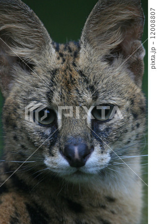 雨に濡れるサーバル 12008807