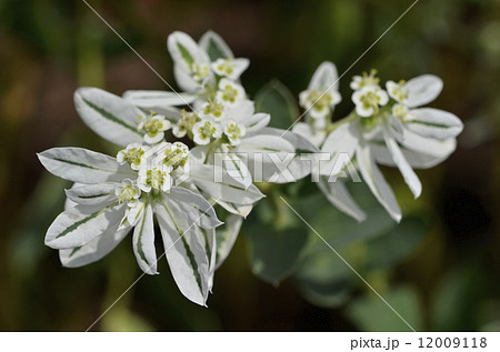 ハツユキソウ（初雪草） 12009118