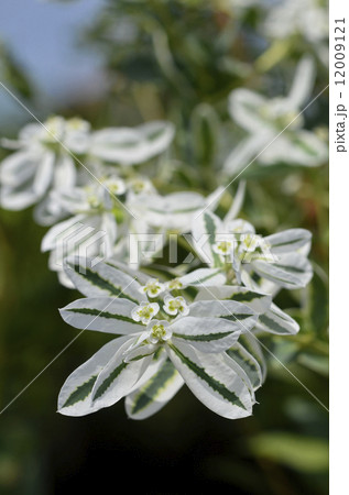 ハツユキソウ（初雪草） 12009121