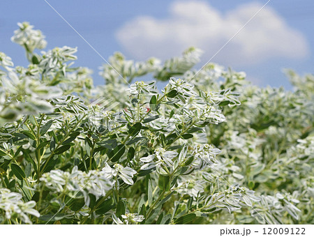 ハツユキソウ(初雪草) ハツユキソウ(初雪草) 12009122