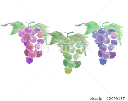 ぶどう ブドウ フルーツ 植物 秋の味覚 マスカット 房 水彩 紫色 葡萄 食べ物 果実 高級 のイラスト素材