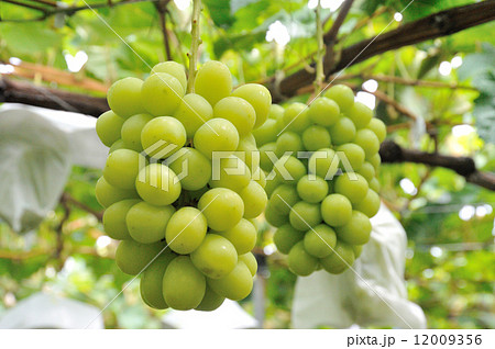 ブドウ畑 12009356