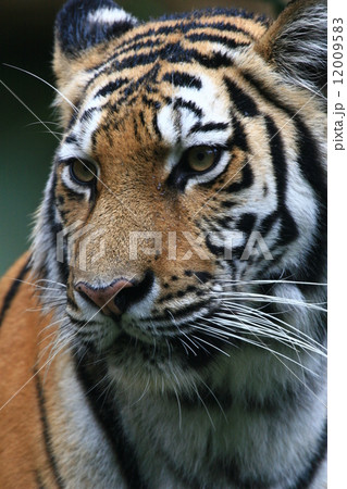 アムールトラ アムールトラ 12009583