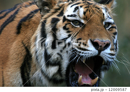 アムールトラのアップ 12009587
