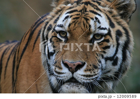 澄まし顔のトラ 澄まし顔のトラ 12009589