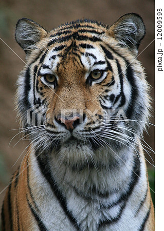 雨に濡れるトラ 雨に濡れるトラ 12009593