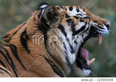 Tiger S Fangs Stock Photo