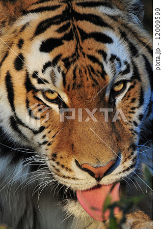 凄みを利かすトラ 12009599