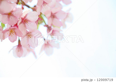 優桜 優桜 12009719