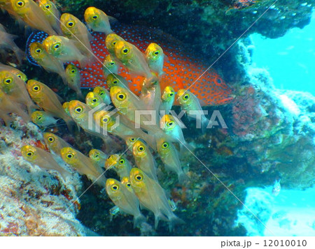 キンメモドキ　沖縄　国立公園　ケラマ諸島　 12010010