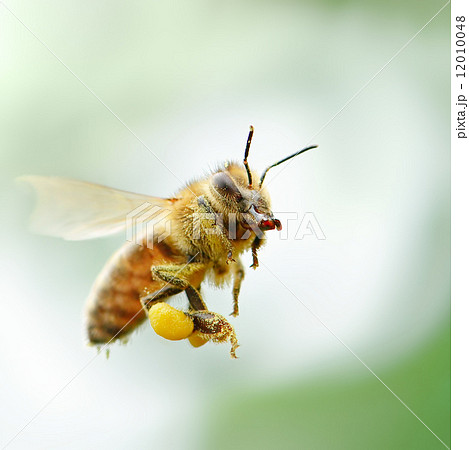 flying honey bee flying honey bee 12010048