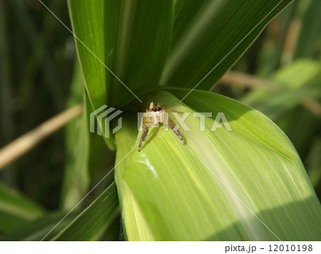 オスクロハエトリの雌 オスクロハエトリの雌 12010198