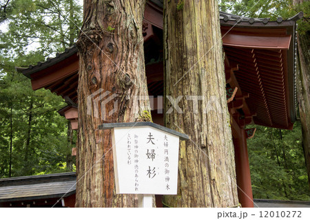 二荒山神社・夫婦杉 二荒山神社・夫婦杉 12010272